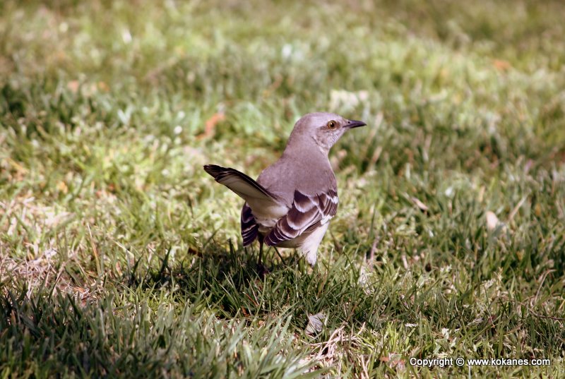 Northern Mockingbird